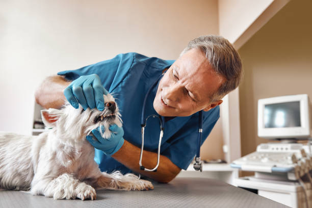 Best Emergency Dental Care for Broken or Chipped Teeth in Fredonia, KS